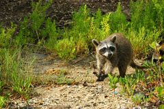 Procyon pygmaeus