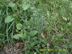Chenopodium album