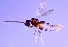 Aphanogmus
