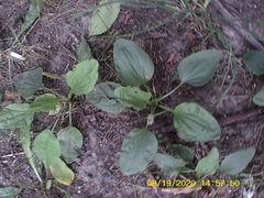 Plantago major