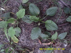 Plantago major