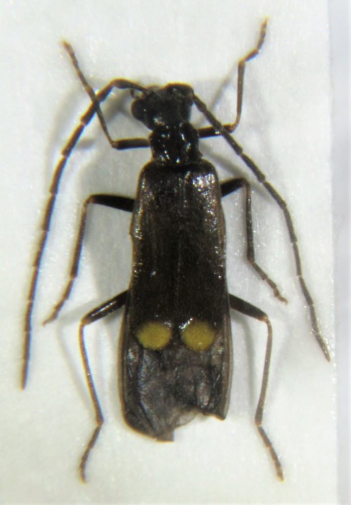 Malthodes alpicola