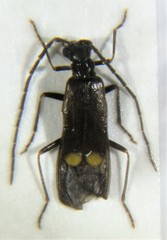 Malthodes alpicola