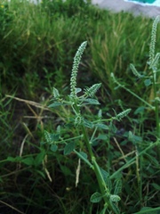 Amaranthus greggii