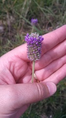 Dalea compacta