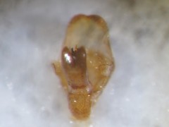 Malthodes guttifer