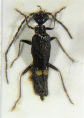 Malthodes guttifer