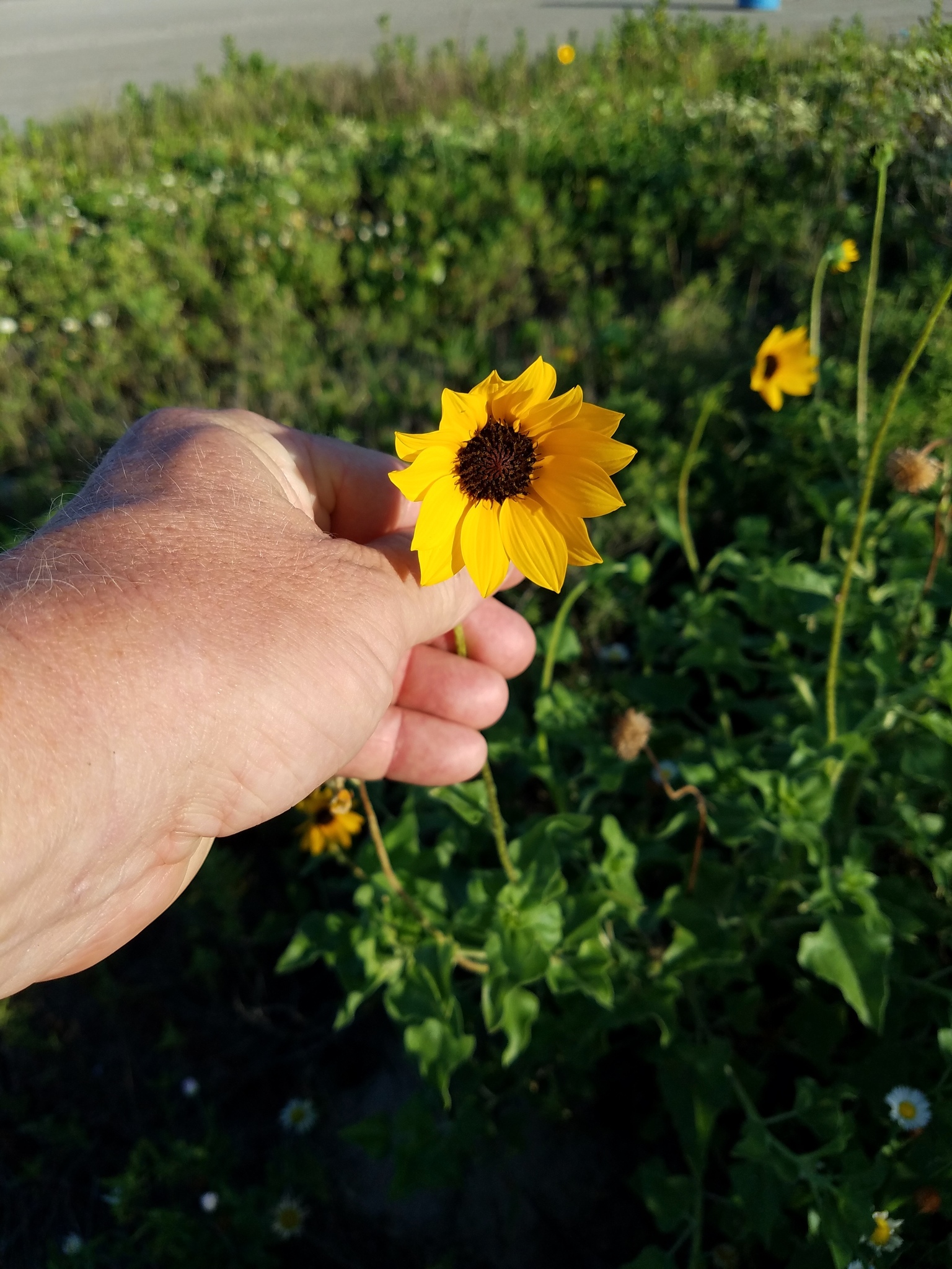 Helianthus praecox