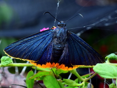 Chalypyge chalybea chalybea