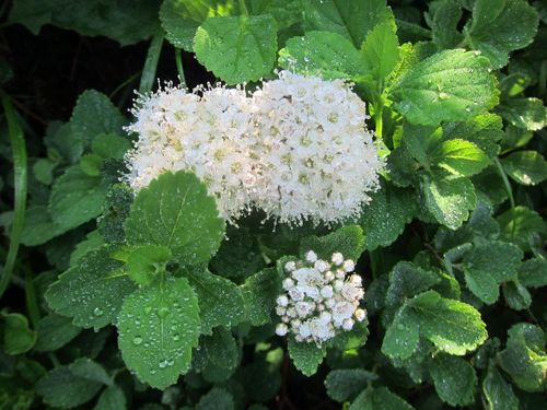 Spiraea betulifolia