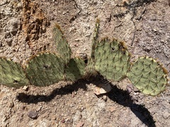 Opuntia chlorotica