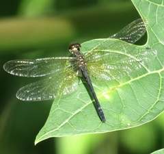 Macrothemis inequiunguis