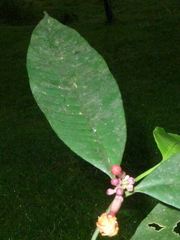 Tabernaemontana undulata