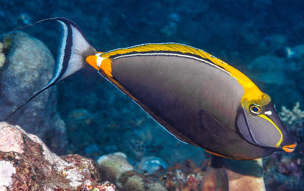 Elegant Unicornfish