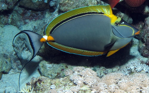 Elegant Unicornfish