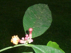 Tabernaemontana undulata