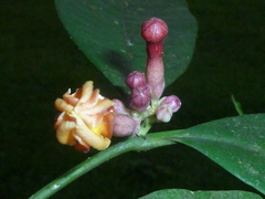 Tabernaemontana undulata