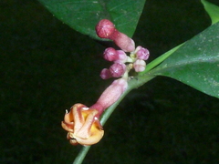 Tabernaemontana undulata