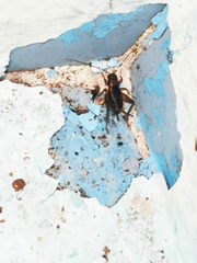 Pteronemobius lineolatus