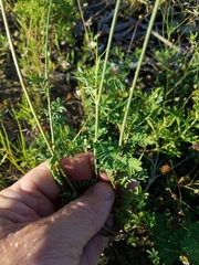 Dalea emarginata