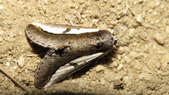 Euscirrhopterus poeyi