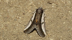 Euscirrhopterus poeyi