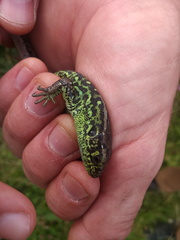 Lacerta agilis chersonensis