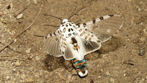 Giant Leopard Moth, photo 5 of 10