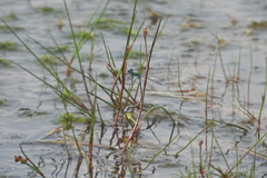 Lestes sponsa