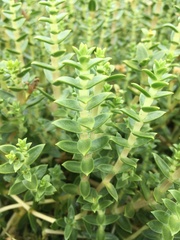 Honckenya peploides robusta