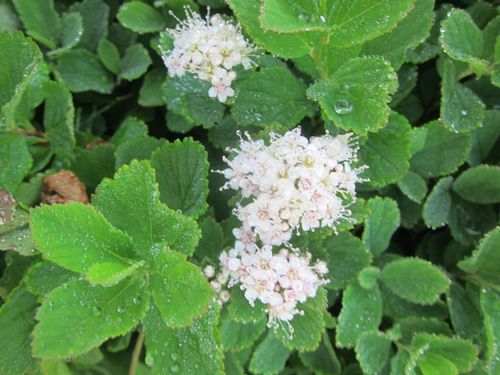 Spiraea betulifolia