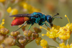 Chrysis inaequalis