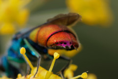 Chrysis inaequalis
