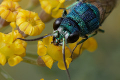 Chrysis inaequalis