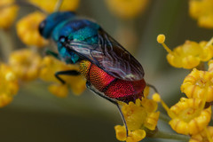 Chrysis inaequalis