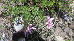 Chamaenerion colchicum