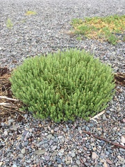 Honckenya peploides robusta