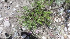 Chamaenerion colchicum