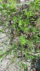 Chamaenerion colchicum