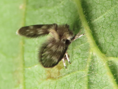 Pneumia trivialis