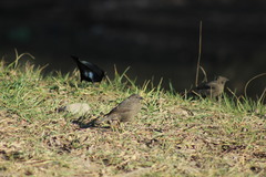 Molothrus bonariensis