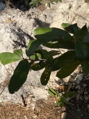 Quercus incana