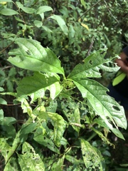 Lonicera involucrata