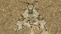 Manduca florestan