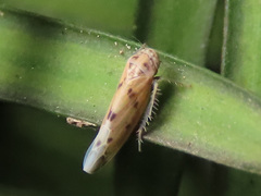 Balclutha punctata
