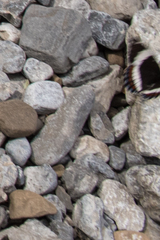 Limenitis arthemis rubrofasciata