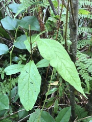Lonicera involucrata