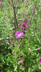 Epilobium hirsutum