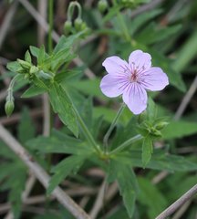 Geranium krameri