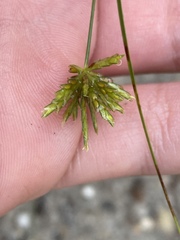 Cyperus grayi